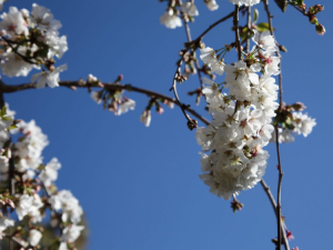 Prunus ‘Mt Fuji’ Standard Weeper