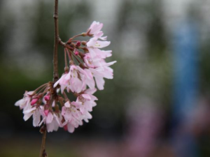 Prunus ‘Pinkasham’