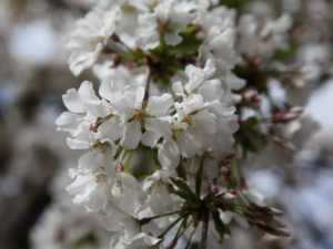 Prunus ‘Snofozam’