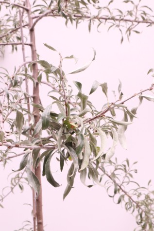 Pyrus salicfolia weeping tree types