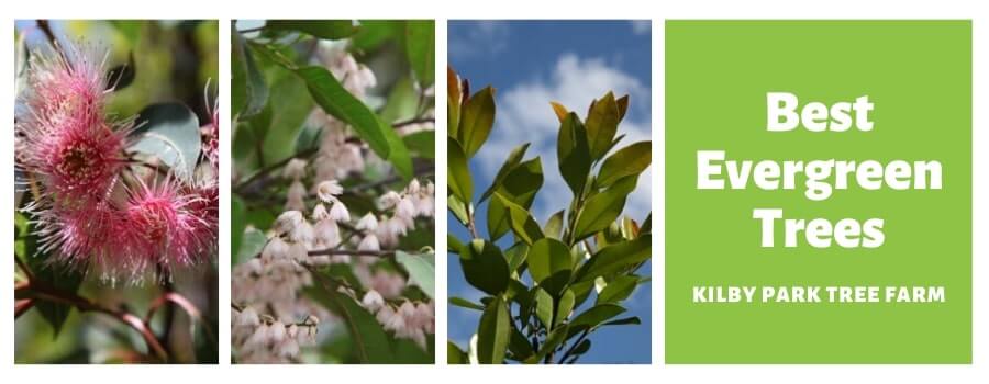 9 Best Evergreen Trees Of 2022, Trees For Small Gardens Australia