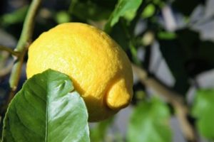 citrus trees for sale