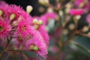 corymbia ficifolia precious pink