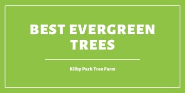 Best Evergreen Trees of 2020