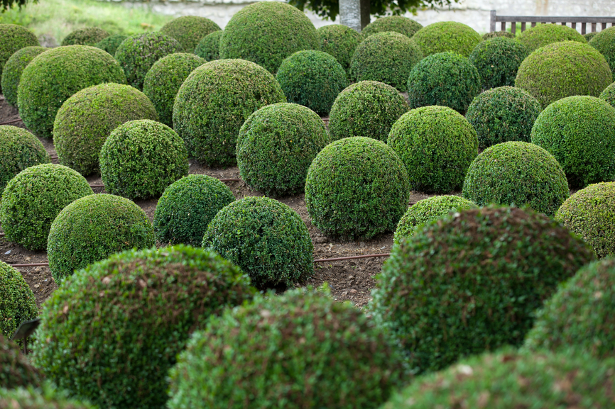 Boxwood - Green garden balls in France,