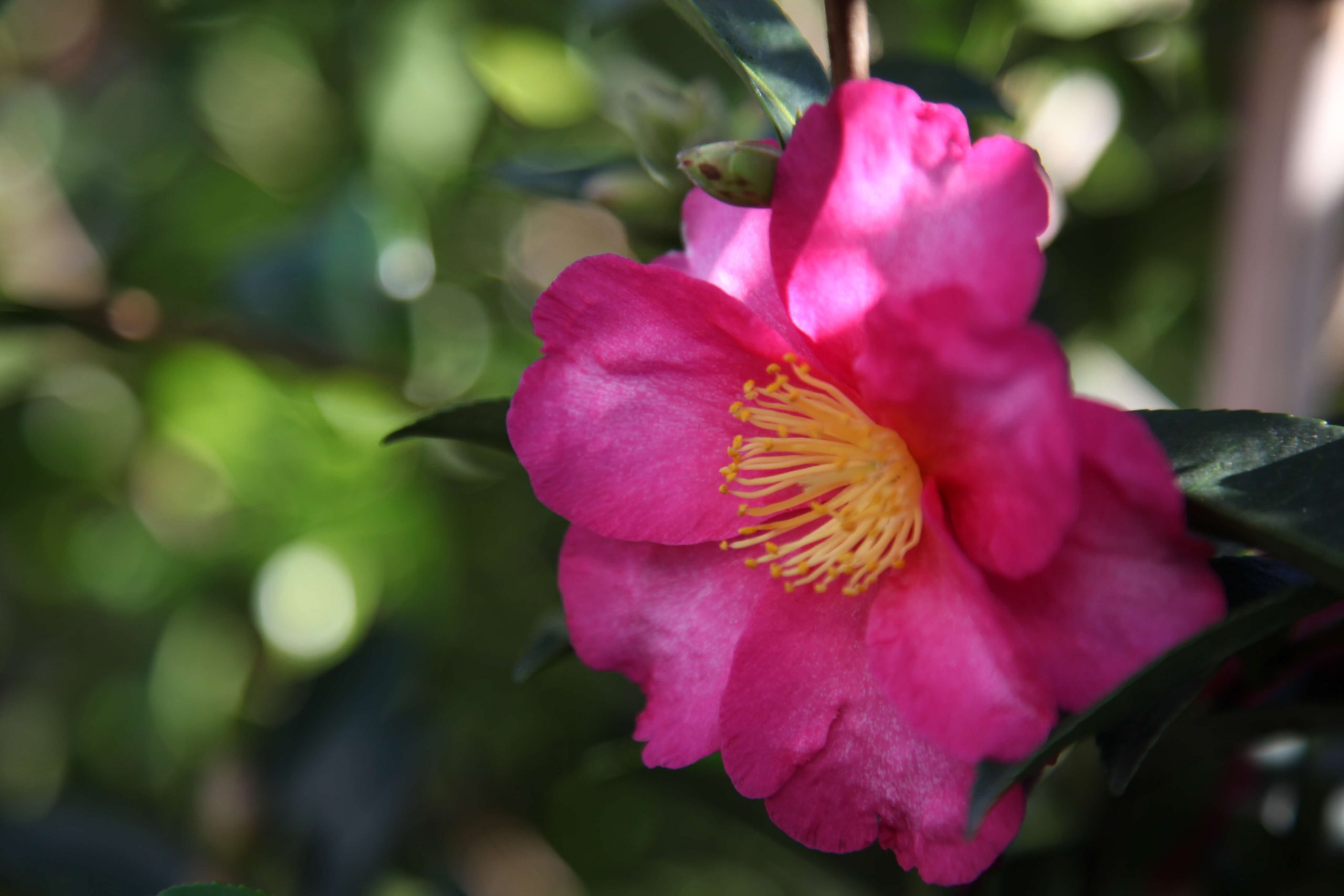Camelia Hiryu Shrubs Melbourne - Kilby Park Tree Farm Wholesale Nursery Kew