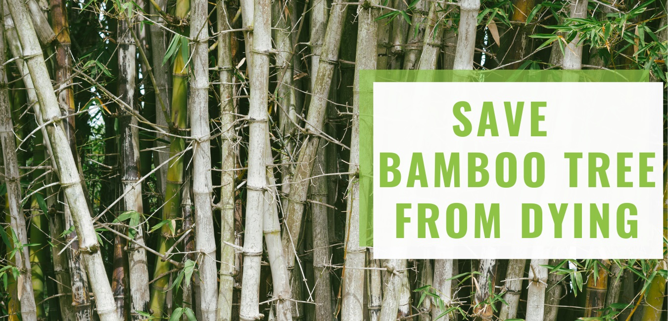 save-bamboo-tree-from-dying