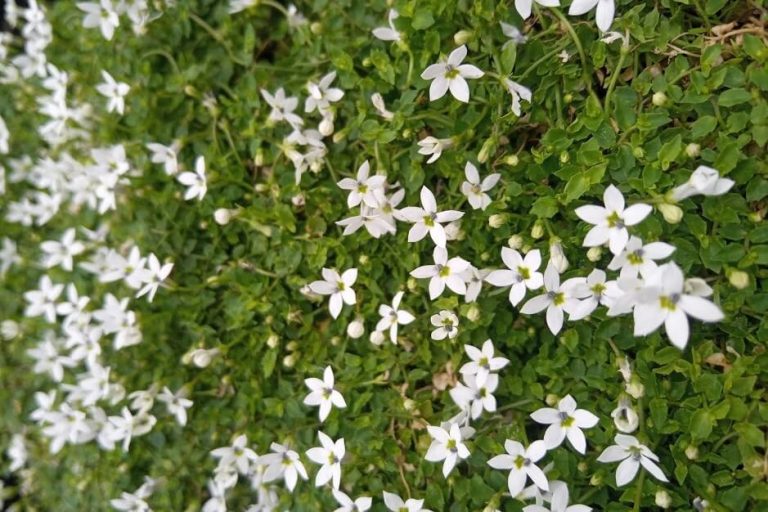 Top 10 Native Ground Cover Plants Australia Kilby Tree Farm