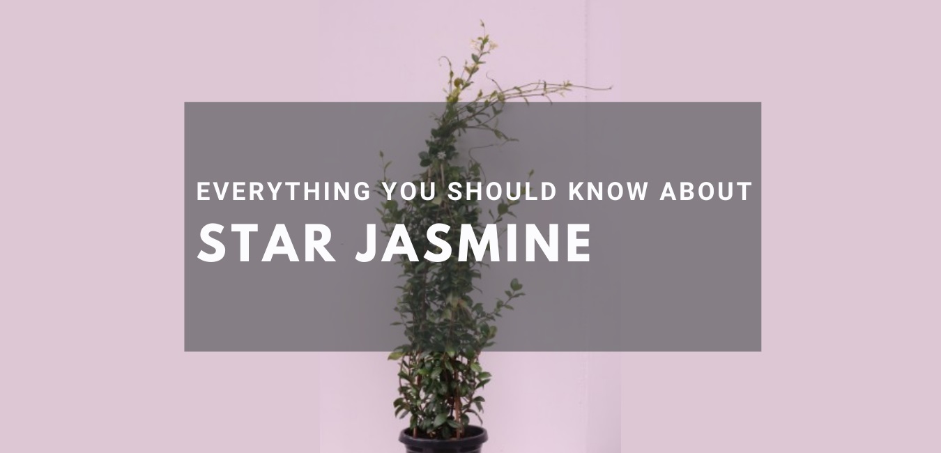 Everything you should know about Star Jasmine