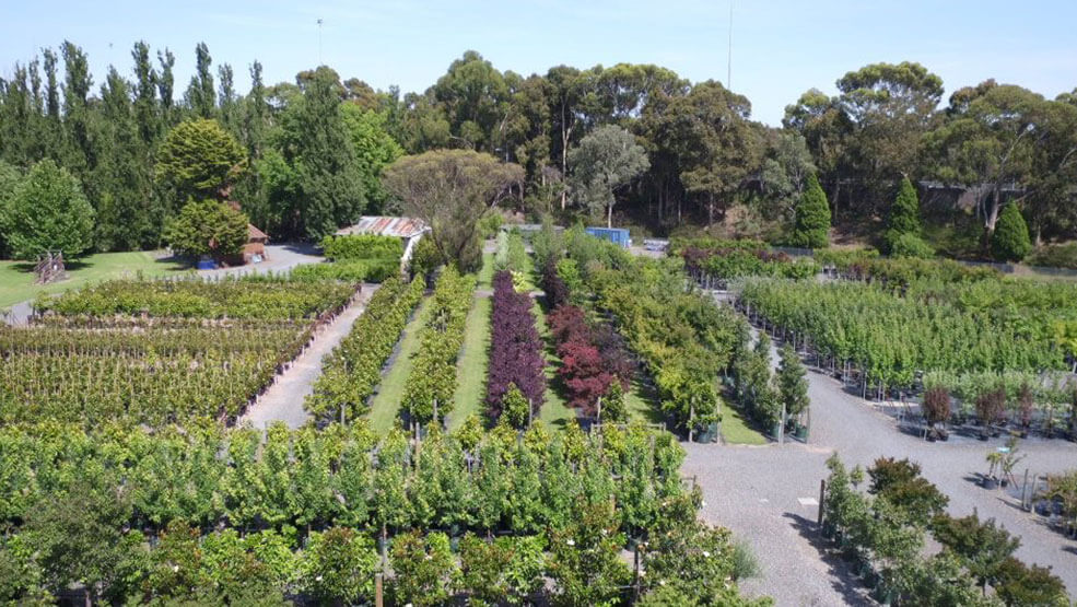 The Vital Role of Wholesale Plant Nurseries in Supporting Melbourne’s Green Spaces