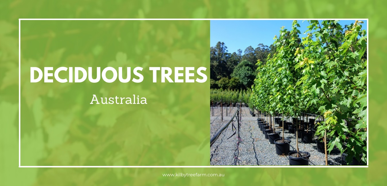Deciduous trees Australia