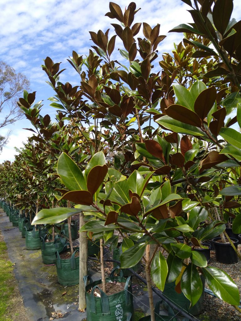 Magnolia grandiflora Coolwyn Gloss Evergreen Magnolia Trees