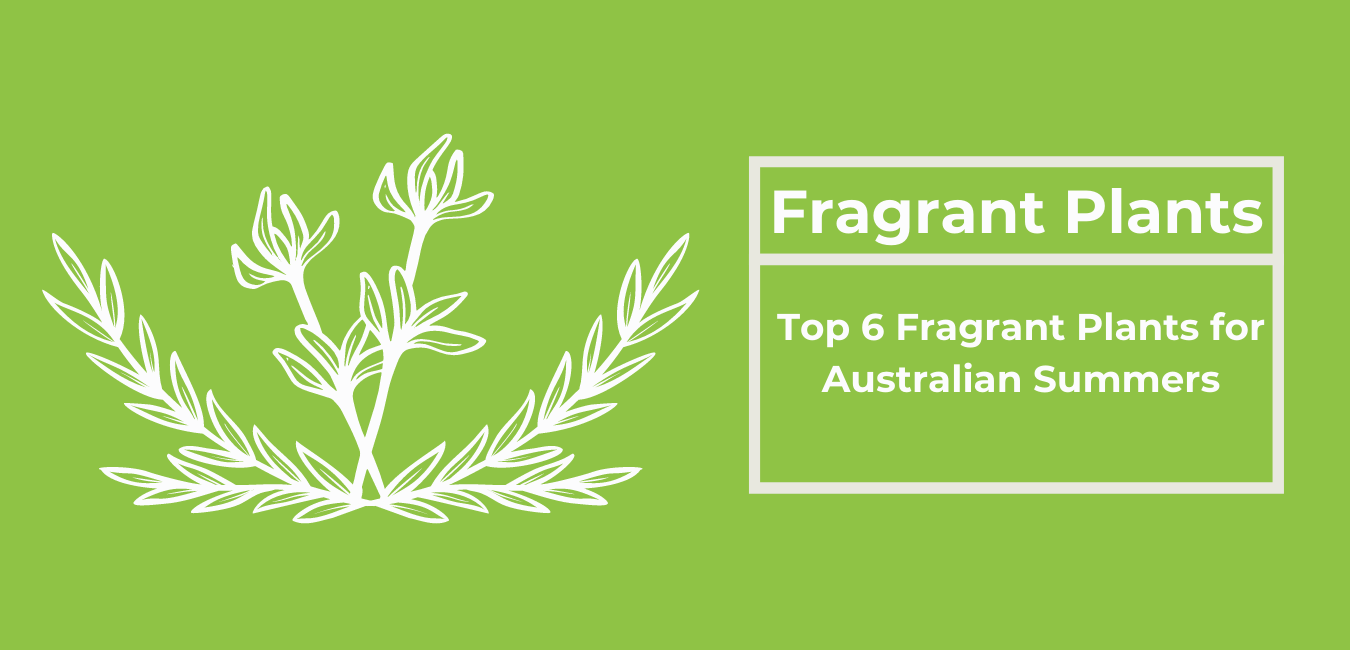 Top 6 Fragrant Plants for Australian Summers