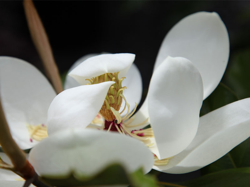 Magnolia Grandiflora Varieties