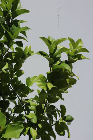 eureka lemon tree