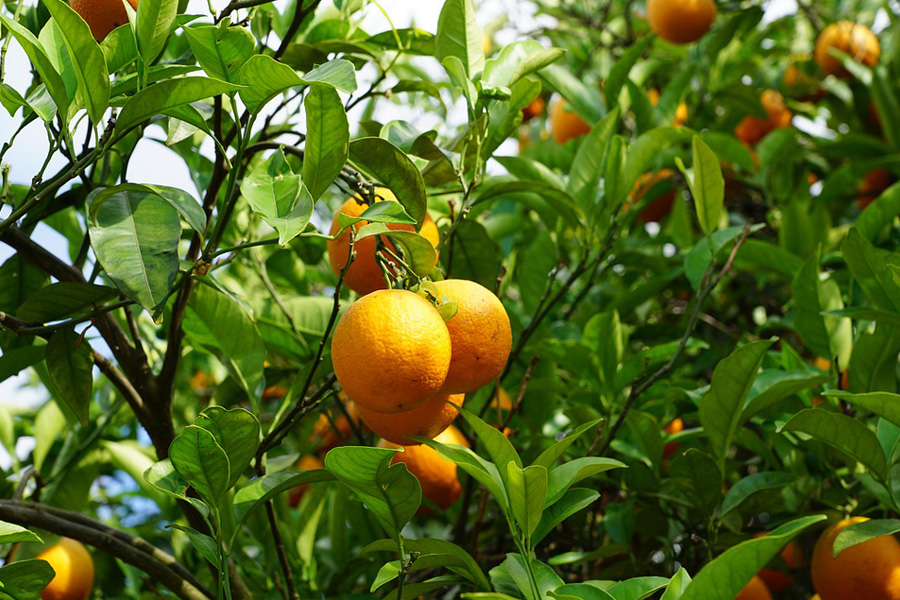 imperial mandarins