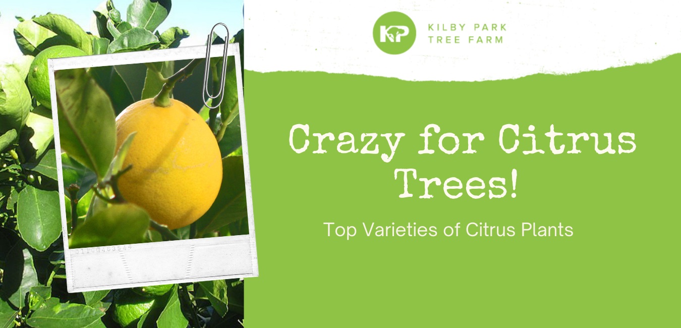 types of citrus trees