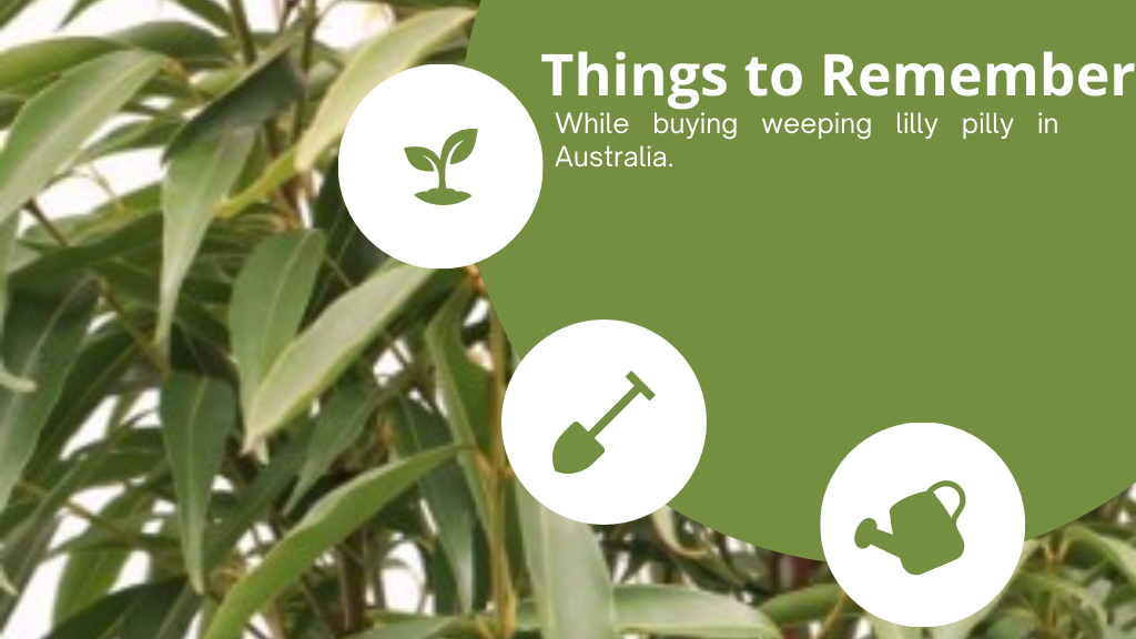 buying Weeping lilly pilly