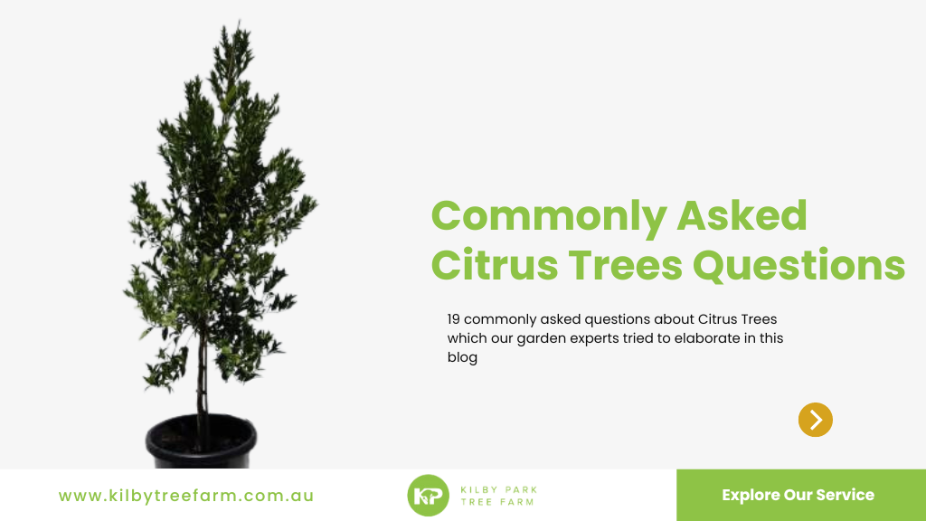 citrus trees questions