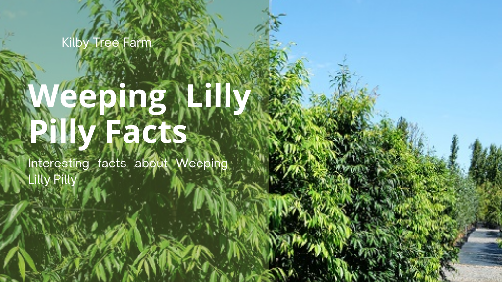interesting Weeping lilly pilly facts