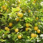 Citrus Plants Melbourne