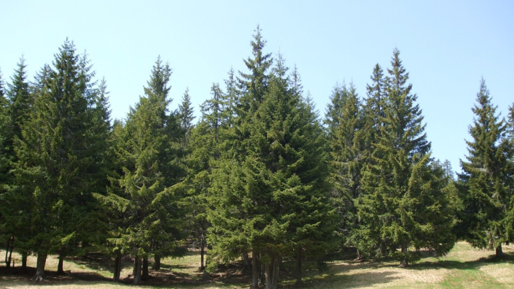 evergreen trees for home gardens